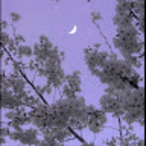 Meet your Posher, Wren